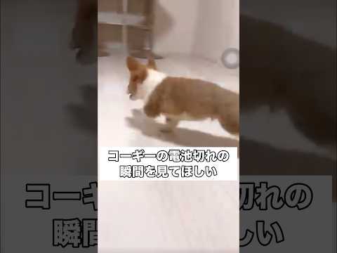 コーギー子犬の電池が切れる瞬間が可愛すぎるので最後まで見てほしい コーギー 電池切れ shorts