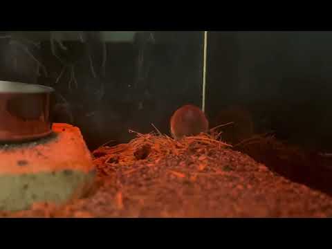 あ！振り向いてくれた☺️  コビトハツカネズミ　上野動物園にて　2026年2月6日 サムネイル