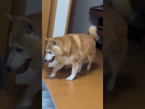 柴犬福 兄の部屋を自分の部屋だと思ってそうな柴犬の登場🤣Coming Shiba🤣兄と柴 shorts 柴犬 shib… サムネイル