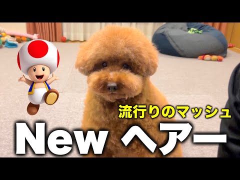 流行りだからとマッシュにされたトイプードル。 サムネイル