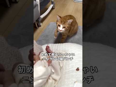 出産後初めてお家に赤ちゃんを連れ帰ったらお兄ちゃんの優しい洗礼を受けました🐱 オス猫 茶トラ 猫パンチ shorts サムネイル