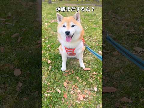 るんるん散歩🐶🐾柴犬 チワワ shorts サムネイル