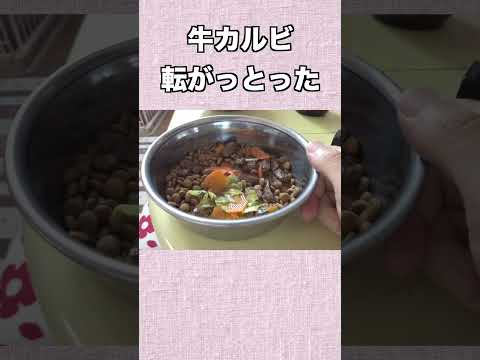牛カルビ 転がっとった 神戸 柴犬 shiba shibainu 癒し サムネイル