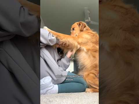 coming home to my golden retriever🥵 goldenretreiver dog ind…