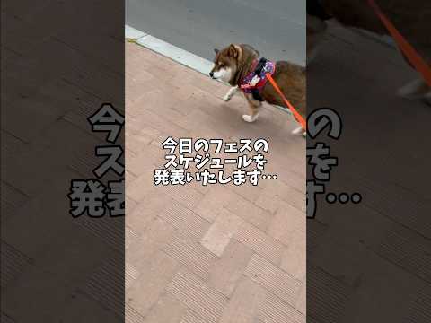 1人フェス開催で旋風を巻き起こす柴犬🐕 サムネイル