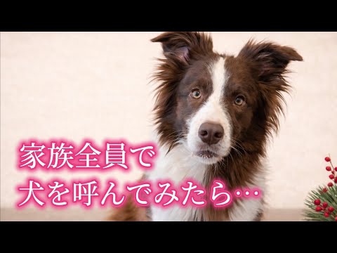帰宅後、家族全員で犬を呼んでみた結果 サムネイル