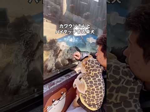 未知の生物に初めてタッチする柴犬のビビり具合が可愛すぎる件 柴犬 柴犬のいる暮らし 日本犬 カワウソ サムネイル