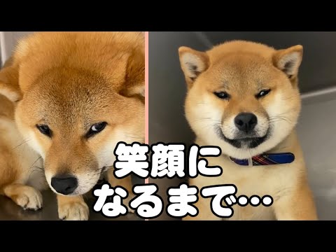 出会いは不安そうだった柴犬、今では笑顔になりました サムネイル