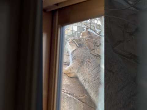 shorts 壁登りのナゴムくん　マヌルネコ　那須どうぶつ王国　2026年1月4日 サムネイル