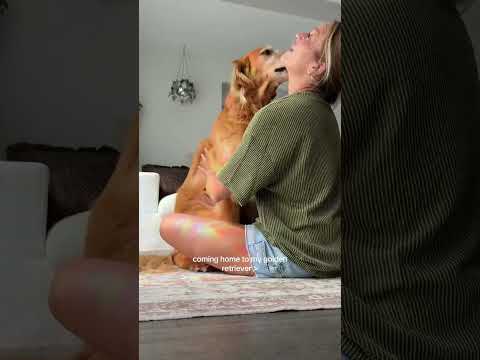 coming home to my golden retriever🥵 goldenretreiver dog ind… サムネイル