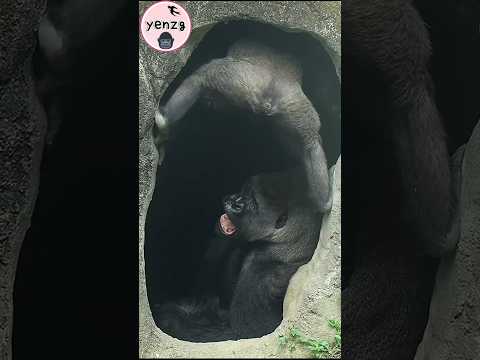 hilarious gorilla Jabali gorillatag taipeizoo 金剛猩猩 台北市立動物園… サムネイル