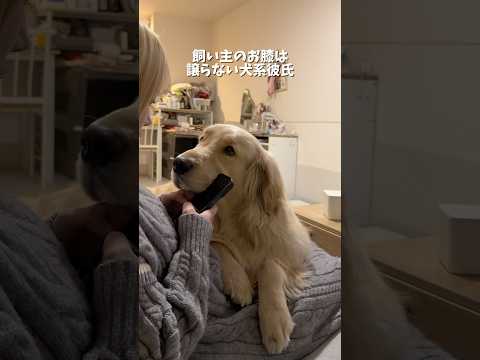 私がソファに座るとすかさず膝に乗ってくる可愛いヤツ🤷‍♀️❤️ゴールデンレトリバー 犬系彼氏 犬と2人暮らし サムネイル