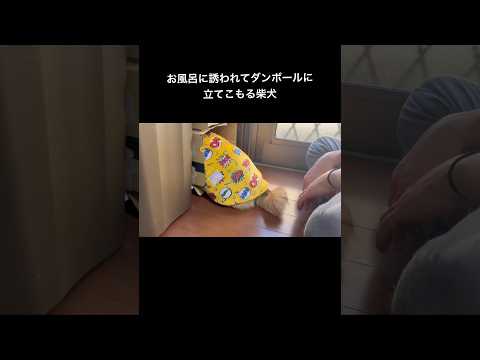 全貌はロング動画へ♪ 柴犬 サムネイル