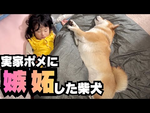 ２歳の娘が、実家のポメを溺愛。それを見た柴犬が嫉妬した結果…。 サムネイル