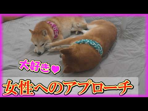 まるで人間！男柴犬３匹の女性への接し方が個性的過ぎてドキドキしちゃいました。 サムネイル