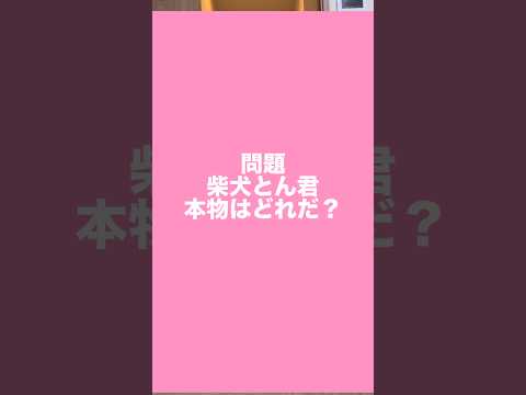 最近は、ここでくつろぐことが多い柴犬とん君でした😆　柴犬　柴犬とん
