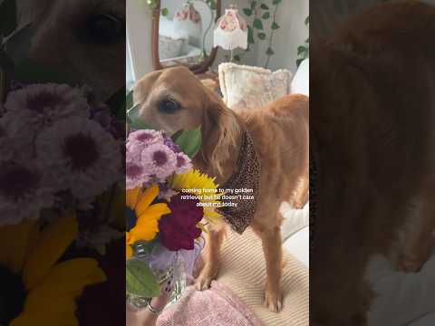 dog-tor coby to rescue🛟goldenpup puppy goldenpupppy dogbree… サムネイル