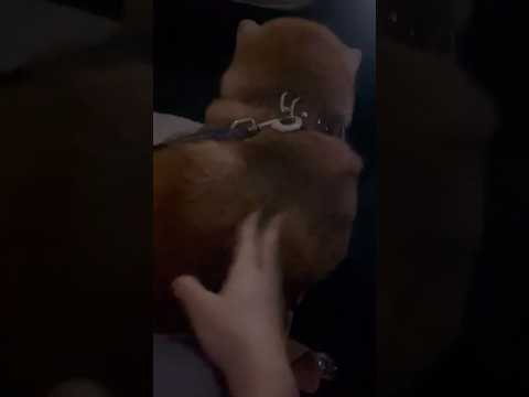 柴犬福 姉に立てこもり発動中の柴犬🤣Sister and Shiba🤣姉と柴 shorts funnydog funn… サムネイル