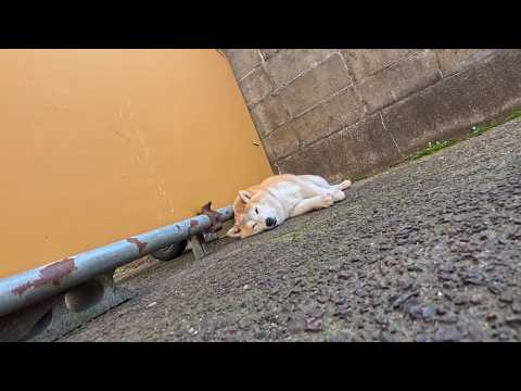 日向で干しされてたクッションとかベッドが片付けられていくのを見守るモモさん サムネイル