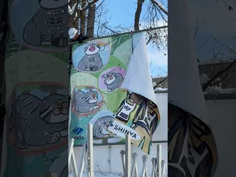 #shorts グルーシャ邸工事現場に新しい幕を取り付けてました〜☺️ 旭山動物園にて　2025年12月19日 サムネイル