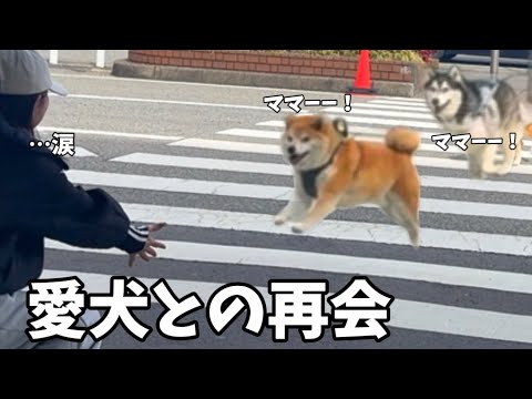 【愛犬と再会】ママと離れてご飯を全く食べれなくなったハスキー…元気をなくした柴犬…久々の再会はこうでした。 サムネイル