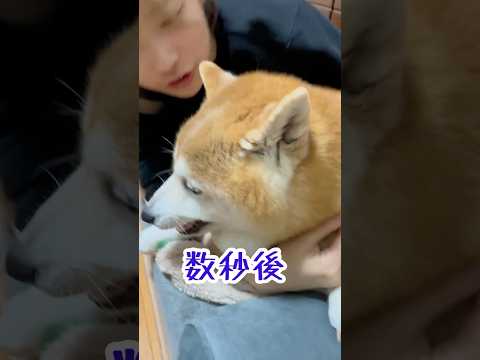 柴犬福 姉と柴犬のツンデレ芸🤣Sis and Shiba🤣姉と柴 shorts japanesedog 柴犬 shib… サムネイル