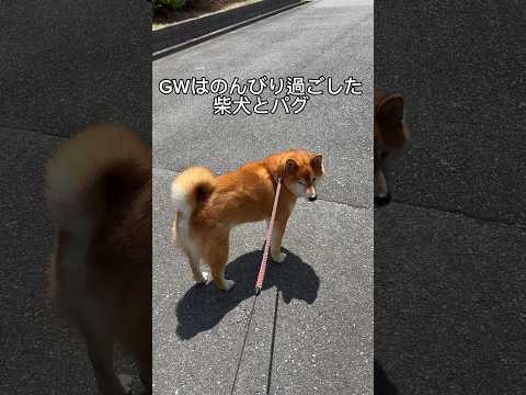 ワンコたちのGW doggie 柴犬  パグ shibainu いぬのいる生活 shiba pug 犬のいる生活 do… サムネイル