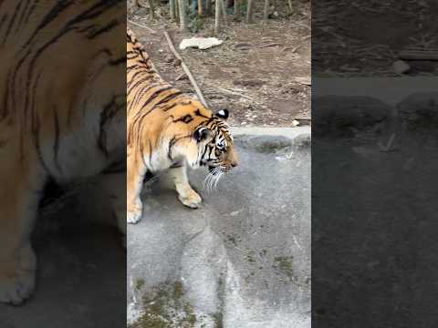 shorts 水堀を覗いて見たサーシャちゃん　アムールトラ　浜松市動物園にて　2026年2月14日