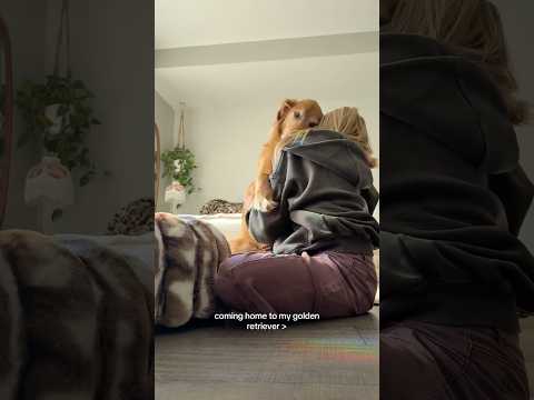 coming home to my golden retriever🥵 goldenretreiver dog ind… サムネイル