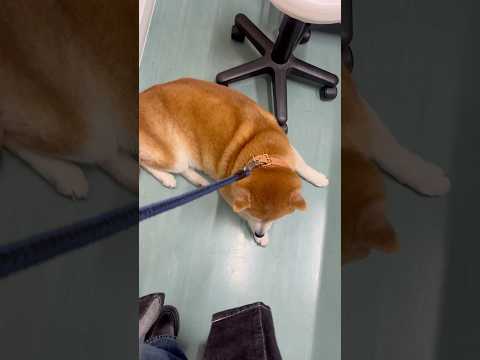 柴犬福 定期健診でストライキしちゃう柴犬🤣Shiba-hospital😂姉と柴 japanesedog 柴犬 shib… サムネイル
