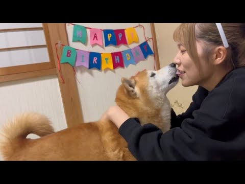柴犬福 姉にパトカーと打ち出の小槌貰った時の柴犬🤣Sister and Shiba🤣 サムネイル