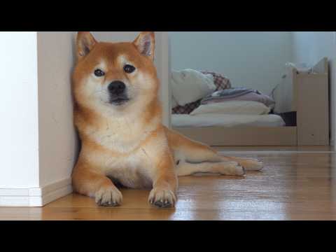 柴犬はママの異変に気づきました。 サムネイル