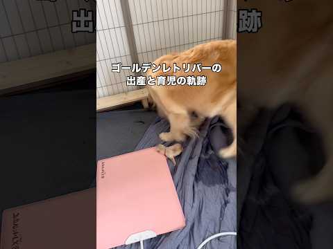 9時間にも及ぶ大出産を経て10頭のお母ちゃんになったゴールデンレトリバー ゴールデンレトリバー 子犬 パピー 大型犬 サムネイル