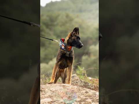 4 Tips to Train Your Belgian Malinois Puppy the Right Way s… サムネイル