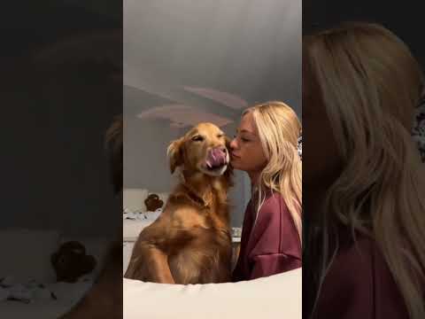 coming home to my golden retriever🥵 goldenretreiver dog ind…