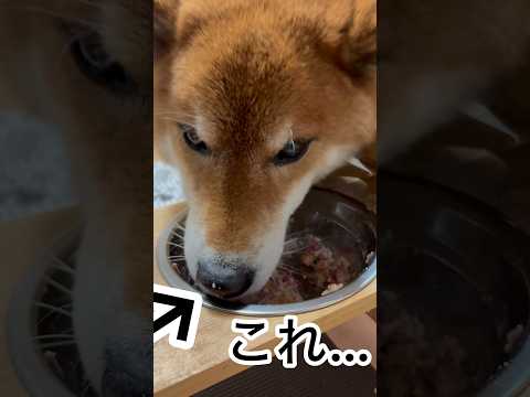 ’26.2.16 力丸は、ちょっと遊んで、しっかり食べる… 柴犬 shibainu 柴犬のいる暮らし 柴犬の日常 遊ぶ… サムネイル