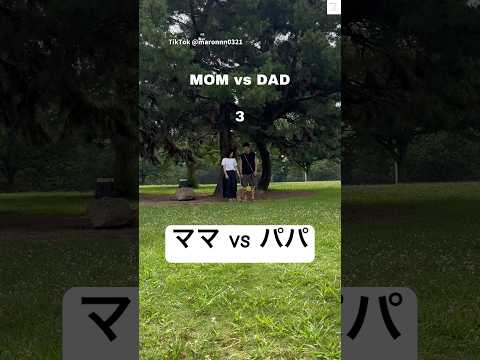 即決だった…ママ vs パパ　トイプードル　犬　かわいい 面白い　shots サムネイル