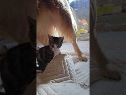 ２歳のゴールデンレトリバーと生後２か月程の子猫の関係。 #ゴールデンレトリバー #子ネコ #goldenretriev… サムネイル