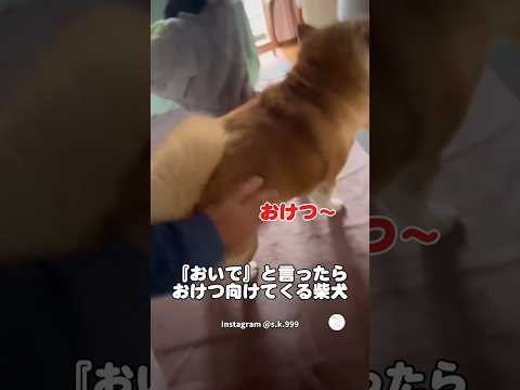 『おいで』と言ったら『おけつ』向けてくる柴犬　　柴犬　犬　面白い　犬のいる暮らし かわいい犬 サムネイル