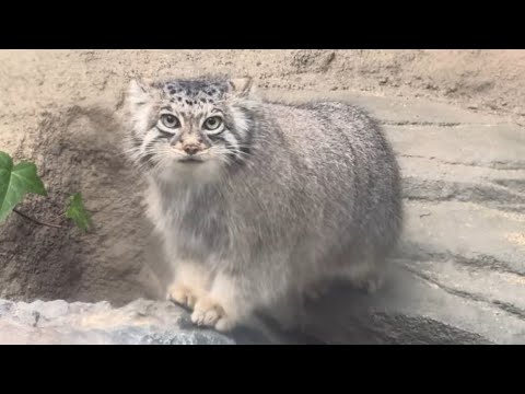 アズちゃんオトちゃん親子のお肉探しタイム☺️ マヌルネコ　神戸どうぶつ王国にて　2025年12月28日 サムネイル