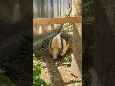 shorts このはくんカナ？　ミナミコアリクイ　野毛山動物園にて　2025年12月6日 サムネイル