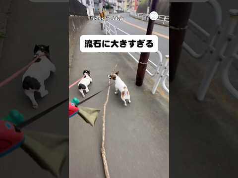 流石に大きすぎる木。それでも持って帰りたい犬　　犬　かわいい犬 ジャックラッセルテリア 面白い サムネイル