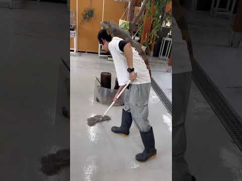 イグアナと一緒にお掃除♪shorts 動物園 動物
