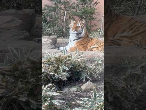 shorts リラックスな令くん　アムールトラ🐯　那須どうぶつ王国　2025年12月31日 サムネイル