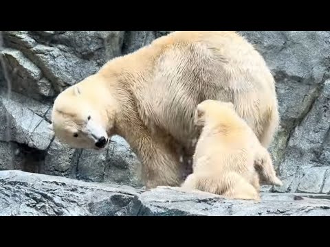 モモ太くん　ママにガブリっと❣️ ホッキョクグマ　男鹿水族館GAO 2026年5月1日 サムネイル
