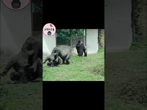 Oops! gorilla Big Jump taipeizoo 金剛猩猩 台北市立動物園 shorts サムネイル