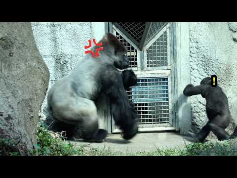 Gorilla D'jeeco banged on the door since keeper's hosing do…