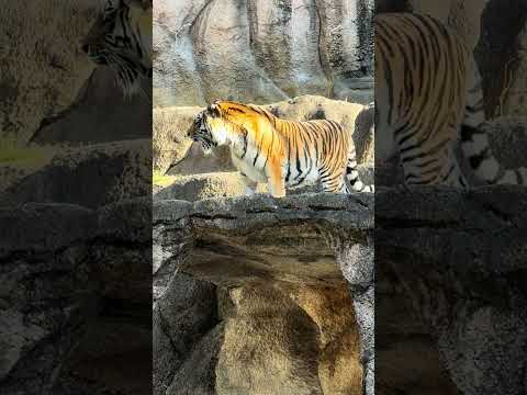 shorts アムールトラ🐯のサーシャちゃん　浜松市動物園　　2026年2月14日　IMG 8345 サムネイル