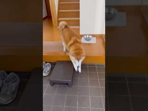 柴犬福 姉とボク・プリチさんの大袈裟な再会🤣 Sis and Shiba🤣姉と柴 shorts japanesedog… サムネイル