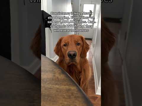 Keep begging friends! 🐶